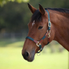 Shires ARMA Porto Headcollar